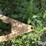 gehl-bf130-image-9