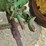 john-deere-a-image-18