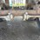 #1316-•-2002-dierzen-dominator-end-dump-semi-trailer-image-15