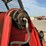 #2123-•-manitou-manitransite-tmt-55ht-fork-lift-image-43