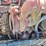 2014-peterbilt-365-image-68