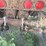 #1315-•-2002-dierzen-dominator-end-dump-semi-trailer-image-16