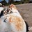 nh3-nurse-tank-(gp11401,-unit-47030,-tank-238)-image-23