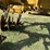 #32162-•-prime-1016-9"-tandem-levee-plow-image-23