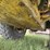caterpillar-613b-image-41