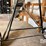 usc-seed-conveyor-(jn2951b)-image-12