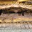 caterpillar-d3-image-49