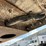 2016-great-dane-cs1-image-13