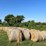 (50)-4'-x-5'-edge-wrapped-round-bales-of-hay-*offsite-image-6