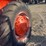 allis-chalmers-wd-tractor-image-12