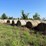 (50)-4'-x-5'-edge-wrapped-round-bales-of-hay-*offsite-image-7
