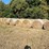 (50)-4'-x-5'-edge-wrapped-round-bales-of-hay-*offsite-image-1