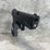 #5166-•-stoeger-str-9,-9mm-luger-pistol,-sn:-t6429-22u07635,-(neenah,-wi)-image-4
