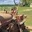 farmall-c-image-22
