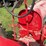 farmall-f-14-image-45