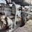 massey-ferguson-4-image-39