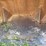 #1149-•-front-loader-bucket-attachment-image-13