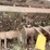 #1298-•-gannon-box-scraper-attachment-image-12