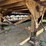 storage-trailer-image-11