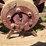 farmall-f-20-image-16