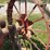 farmall-f-12-image-14