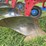farmall-400-image-85