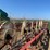 sitrex-wheel-rake-image-9