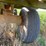 meyer-hay-wagon-image-6