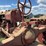 farmall-f-20-image-22