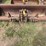 #1292-•-gannon-box-scraper-attachment-image-2