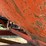 mccurdy-seed-wagon-image-18