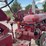 farmall-super-c-image-41