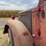 federal-grain-truck-image-45