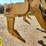 2020-caterpillar-150-awd-image-39