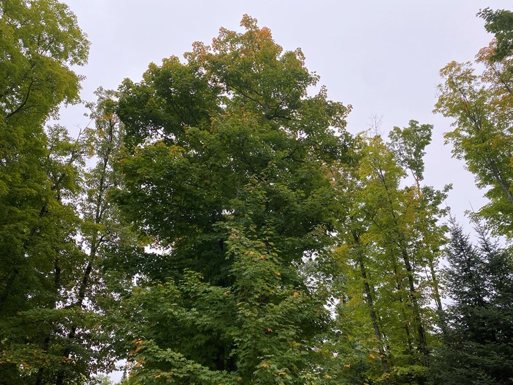#3308-•-2026-campsite-lease-at-three-lakes-campground-(three-lakes,-wi)-image-19