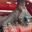 farmall-f-20-image-63