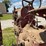 farmall-f-12-image-21