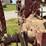 farmall-f-12-image-20