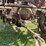 farmall-f-20-image-32