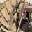 farmall-f-20-image-23