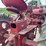 farmall-super-c-image-40