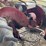 farmall-a-image-29