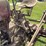 farmall-f-20-image-43