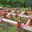 white-12-shank-chisel-plow-image-10