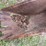 #1134-•-4-tooth-backhoe-bucket-image-11