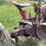 farmall-h-image-48