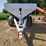 wilmar-6-ton-tandem-axle-lime/fertilizer-spreader-image-8