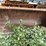 #1145-•-front-loader-bucket-attachment-image-2