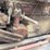 farmall-m-image-50