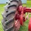 farmall-f-20-image-43